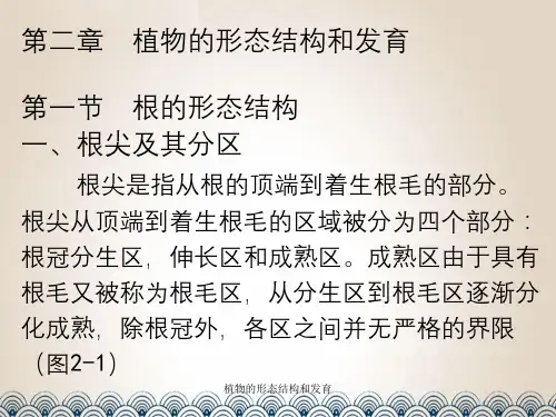 植物的形态结构和发育