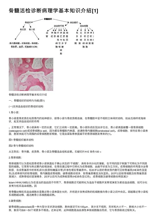 骨髓活检诊断病理学基本知识介绍[1]