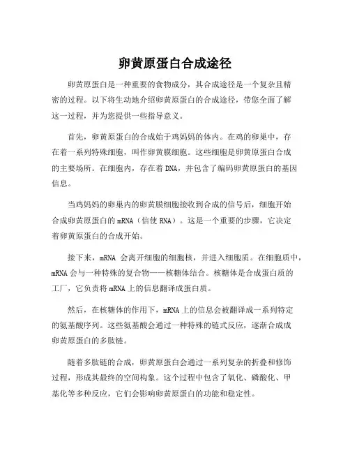 卵黄原蛋白合成途径