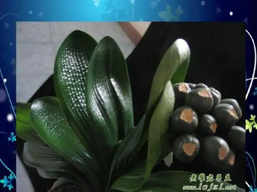 第二章种子与幼苗