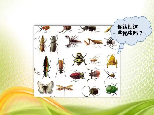 昆虫备忘录PPT优秀课件