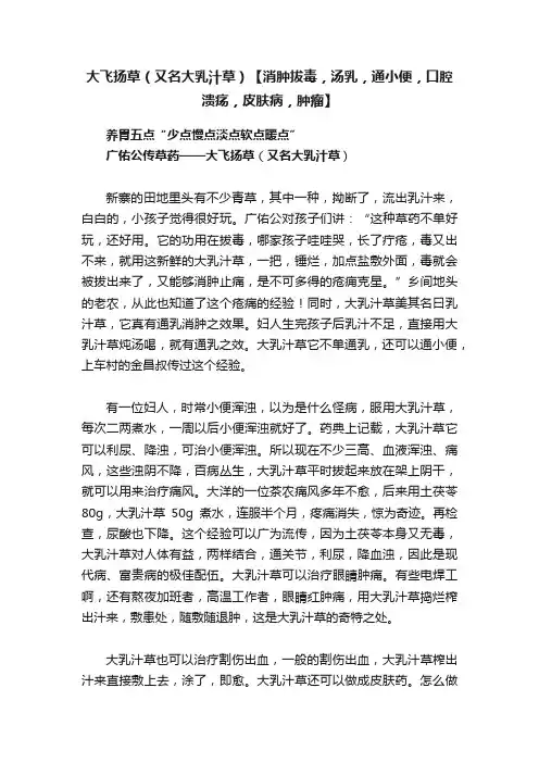 大飞扬草?（又名大乳汁草）【消肿拔毒，汤乳，通小便，口腔溃疡，皮肤病，肿瘤】