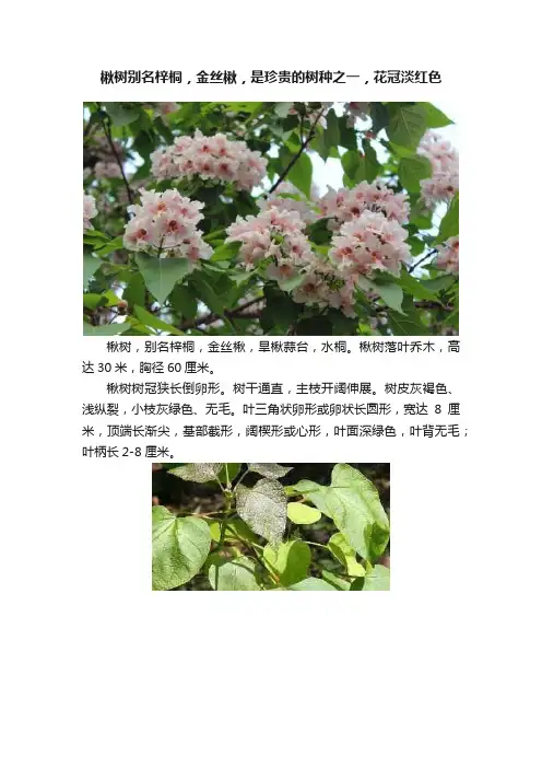 楸树别名梓桐，金丝楸，是珍贵的树种之一，花冠淡红色