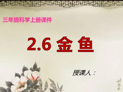 教科小学科学三年级上册《2.6、金鱼》PPT教学课件  (17)