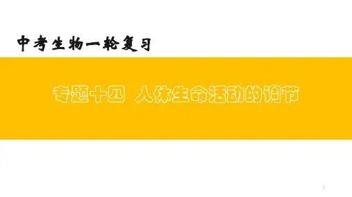 专题14 人体生命活动的调节(上课用课件)-【过一轮】2022年中考生物一轮复习课件精讲与习题精练