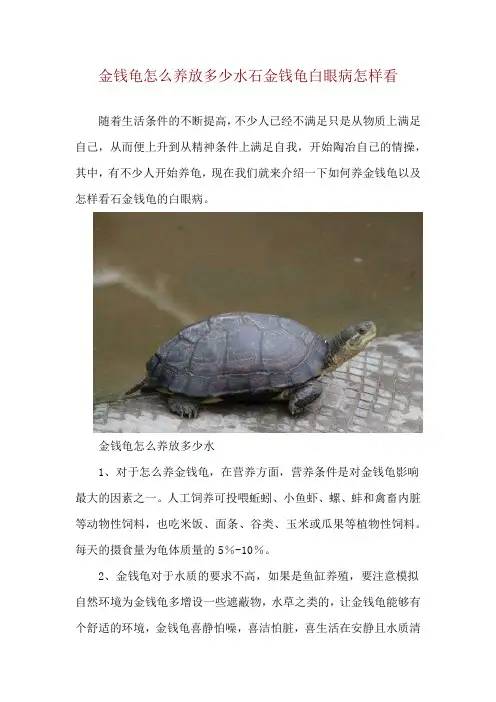 金钱龟怎么养放多少水 石金钱龟白眼病怎样看