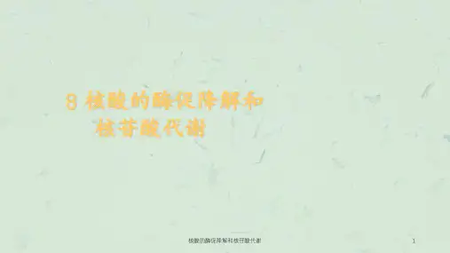 核酸的酶促降解和核苷酸代谢课件