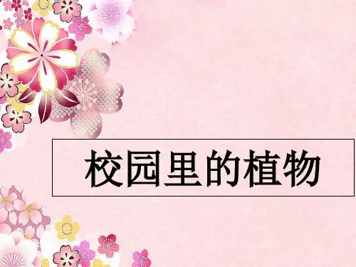 73三年级科学上册 校园里的植物PPT课件