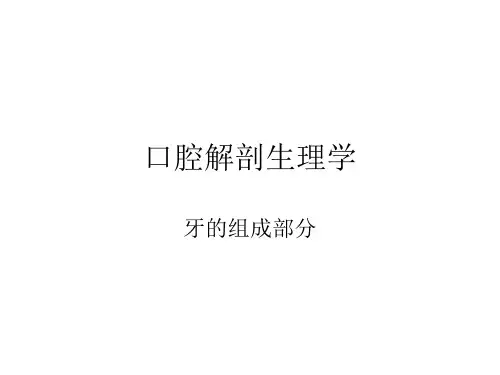 牙体牙髓解剖