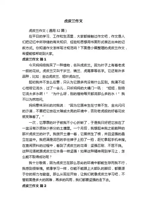 虎皮兰作文