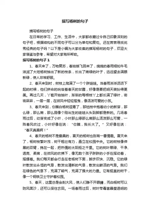 描写杨树的句子