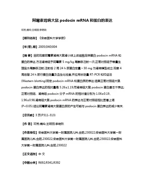 阿霉素肾病大鼠podocin mRNA和蛋白的表达