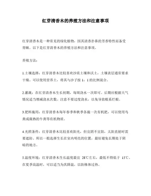 红芽清香木的养殖方法和注意事项