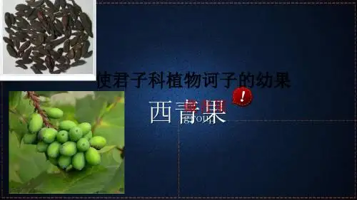 西青果