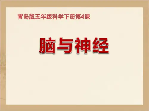 五年级下册科学课件 - 4.《脑与神经》 青岛版(六三制)共12张