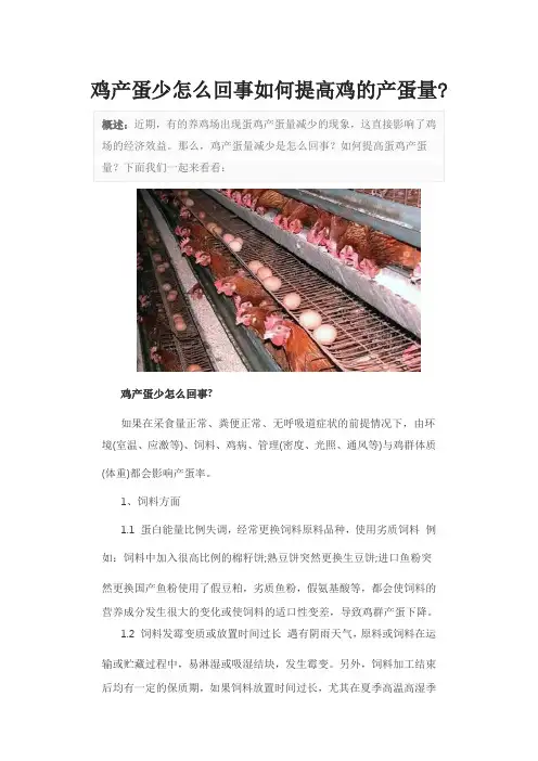 鸡产蛋少怎么回事如何提高鸡的产蛋量