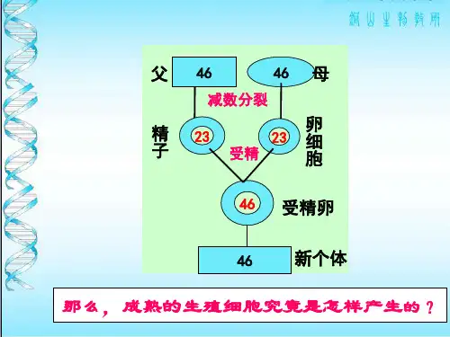 制作精子和卵细胞的形成过程模型