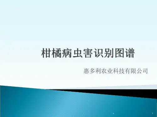 柑橘病虫害识别图谱