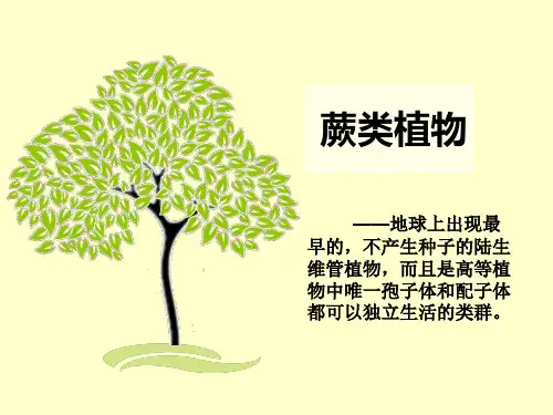 蕨类植物