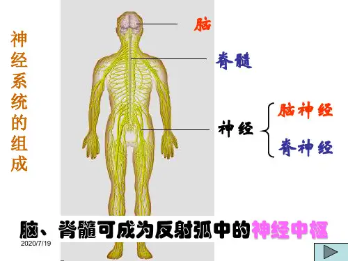 大脑(神经系统的结构和功能)