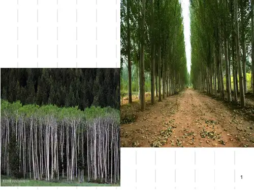 白杨礼赞优质课一等奖ppt课件