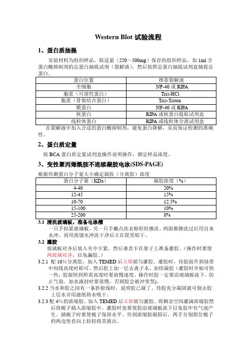 Western  Blot试验流程