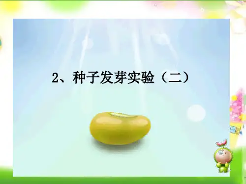 最新版本小学五年级上册科学课件-1.2 种子发芽实验(二)｜教科版 (共15张PPT)