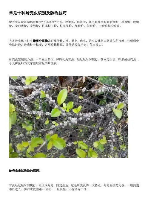 常见十种蚧壳虫识别及防治技巧