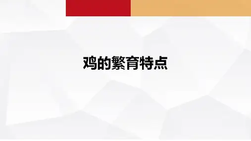 鸡的繁育特点课件(共15张PPT)《禽生产》