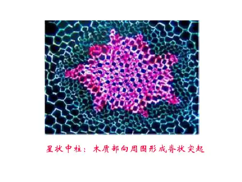 第五章蕨类植物