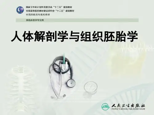 淋巴系统