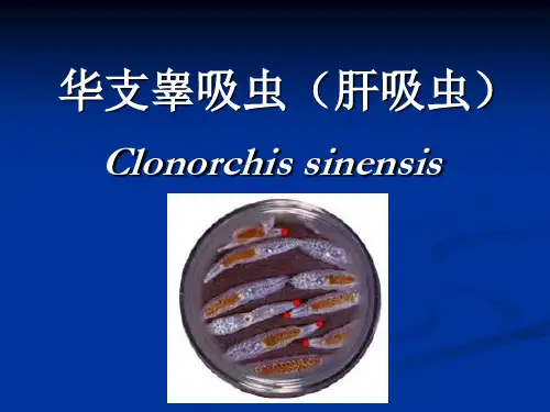 华支睾吸虫(肝吸虫)