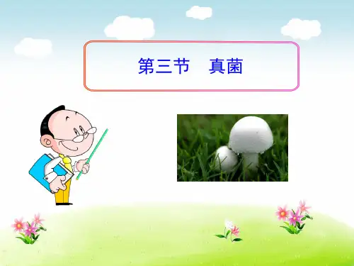 初中生物八下《4.3第三节 真菌》课件(三套)