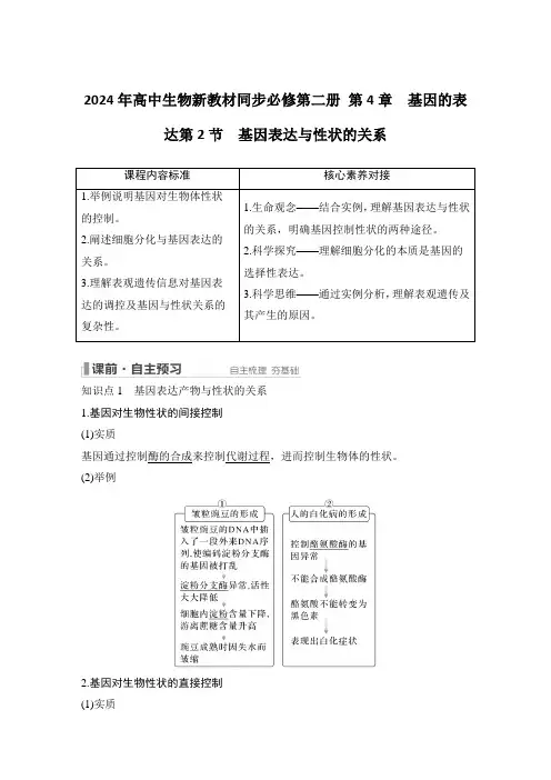 2024年高中生物新教材同步必修第二册 第4章 基因的表达基因表达与性状的关系含答案