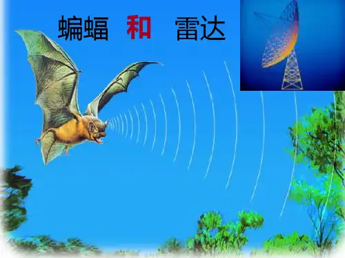 蝙蝠和雷达PPT课件