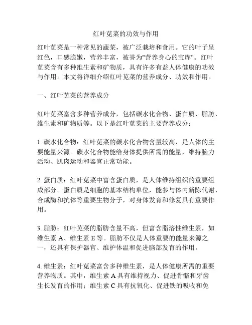 红叶苋菜的功效与作用