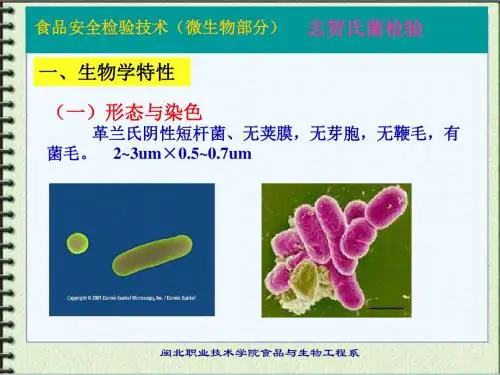 志贺氏菌的检验