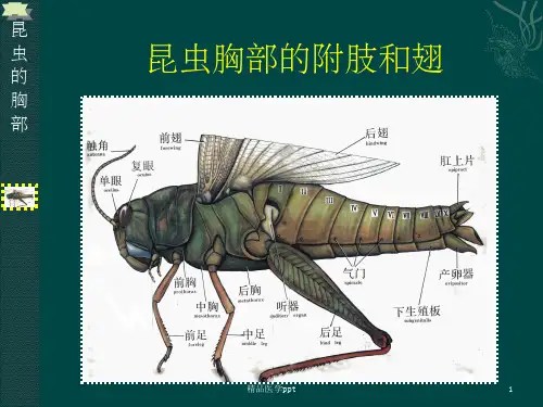昆虫胸部的附肢和翅