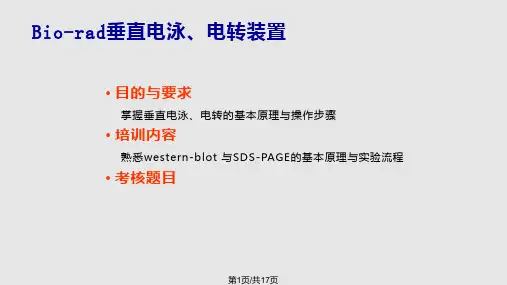 Western blot 实验介绍及流程PPT课件