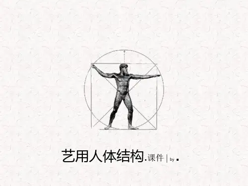 艺用人体结构--人体解剖 ppt课件