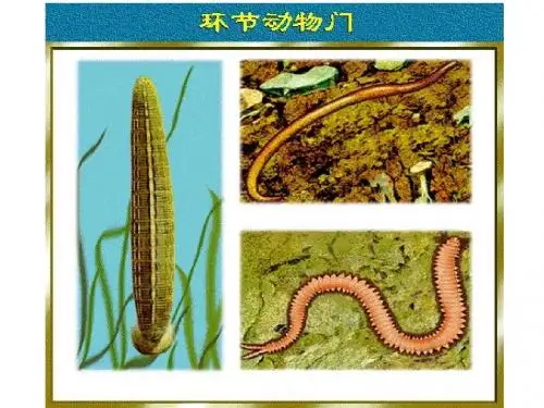 7环节动物门