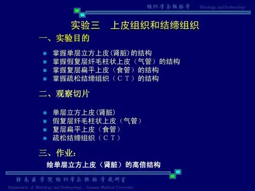 上皮与结缔实验