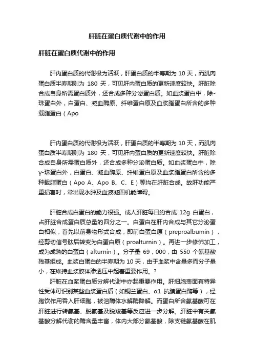 肝脏在蛋白质代谢中的作用