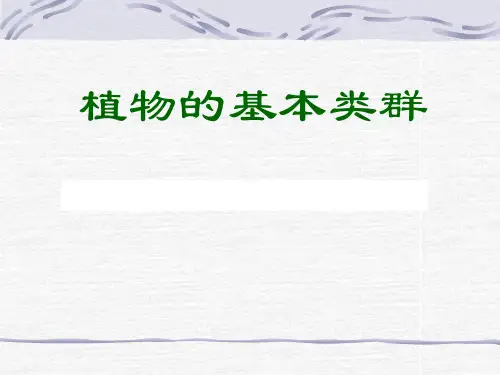 植物类群