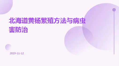 北海道黄杨繁殖方法与病虫害防治
