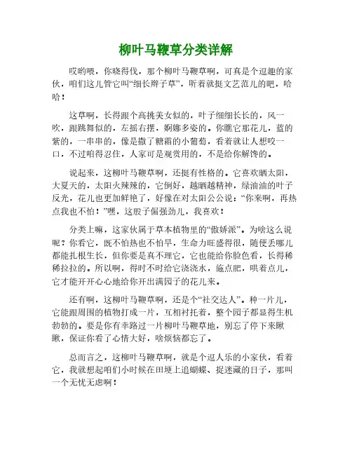 柳叶马鞭草分类介绍