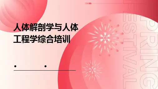 人体解剖学与人体工程学综合培训