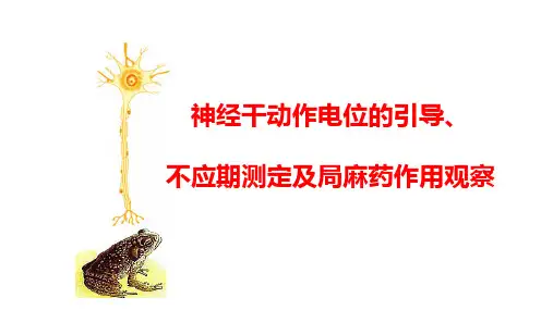 高中生物神经干动作电位的传导精品课件