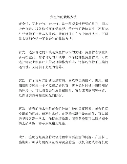 黄金竹的栽培方法