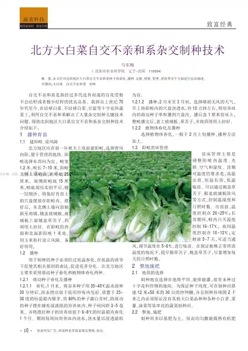北方大白菜自交不亲和系杂交制种技术